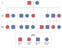 Screenshot of Family Tree Diagram: Autosomal Dominant Pedigree Chart